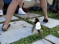 女性にアタックするリスザルのサムネイル3