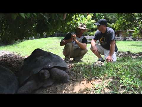 YouTube reptile video