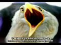 La historia del �guila