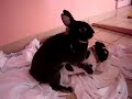 lapin qui fait du frot frot sur une vache sex toy