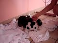 lapin qui fait du frot frot sur une vache sex toy