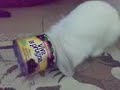 Tinky and the false plum