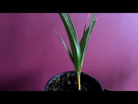 how to grow pygmy date palm from seed