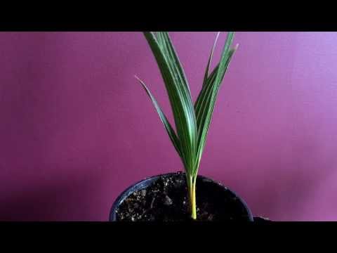 how to replant a palm tree
