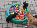 I-Wurf vom Negro Lobo 4 Wochen alt.avi