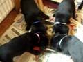 Thandi's first (all-black) litter: dinner-time! age 6 weeks