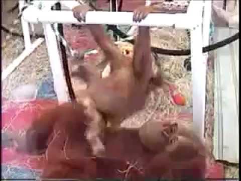 Baby Orangutan Playing