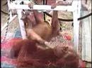Baby Orangutan Playing
