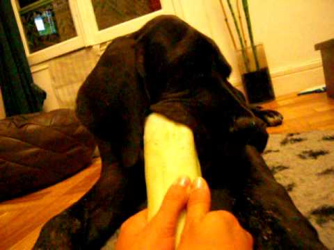 dogue allemand