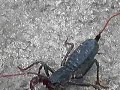 insectos raros de chihuahua