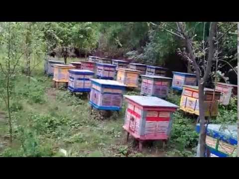 Ульи из камыша Ульи из камыша