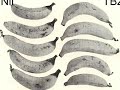 The Storage of Bananas in Polyethylene Bags The Storage of Bananas in Polyethylene Bags
