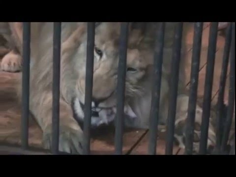 животное крокодилы