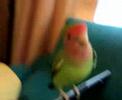 pichy jugando pichy jugando