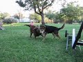 2 Old Dogs Playing