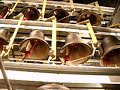 York Minster Carillon the shorter video