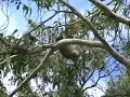 Koala Bear