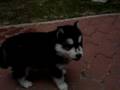 Siberian Husky Puppy
