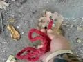 BLOWING UP A BRICK WITH A CROW SCARER BLOWING UP A BRICK WITH A CROW SCARER