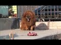 Download Tibetan mastiff MP3 song and Music Video
