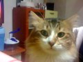IMG_0002.MOV