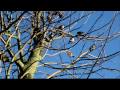 housesparrow sunbathing in a leafless tree