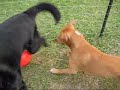 Miko and his almost indestructible ball