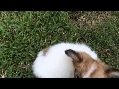 AKC Papillon Male Puppy