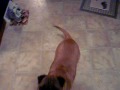 Shar pei barking on command