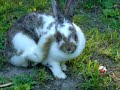Rabbit Eats & Scratches