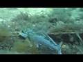Busselton Jetty Underwater Observatory Video Series
