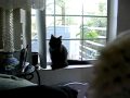 Kibou & brush.MOV