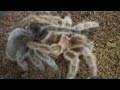 breeding  taranulas