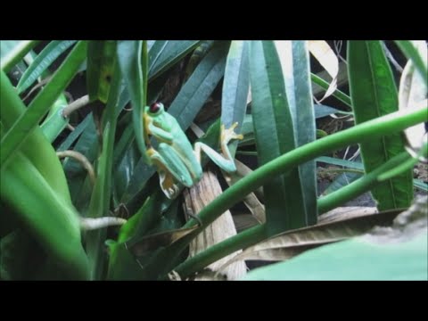 Tropisches Terrarium mit Wasserfall | DIY Setup