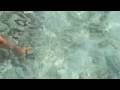 videos de Shark eating sausages