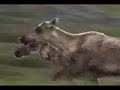 ATAQUE DE LOBOS CONTRA RENAS.flv