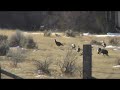 Wild Turkeys visit our Mt Pleasant rental -- safe by Vegans