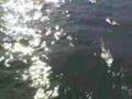 Yabrat - Ivan Petros Chaldean Assyrian Song - Chaldean Music