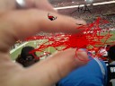 THE GUY WHO GOT HIS HEAD SQUISHED BY A MONSTER AT A PATS GAM