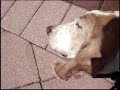 Basset Hound sunbathing and relaxing!- so cute! Basset Hound sunbathing and relaxing!- so cute!