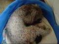 Caniche video