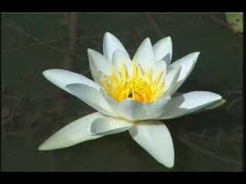 DANUBE DELTA – ROMANIA