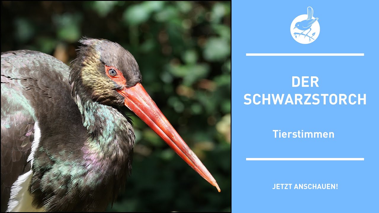 Vogelstimmen: Der Schwarzstorch - Black stork - Ciconia nigra (4k)