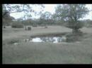 1.26.08 7.35am EP  2 elephants at the waterhole at EP