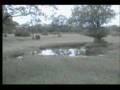 1.26.08 7.35am EP  2 elephants at the waterhole at EP