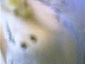 My parakeet video of randomness