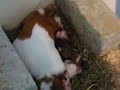 Cavia is net bevallen/ Guinea pig giving birth