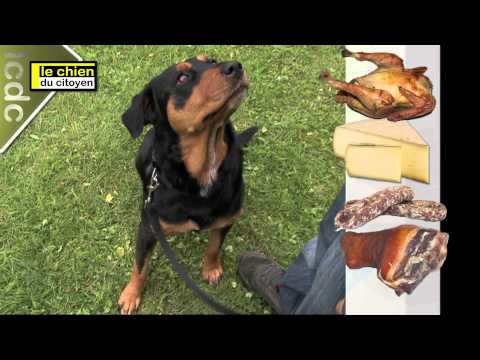 site de rencontre pour chien de race