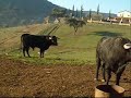 www.ganaderiaelparralejo.com Ganaderia de Toros Bravos