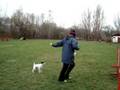 videos de Scilla Agility Training 2008 November again